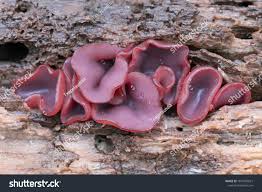 Attēlu rezultāti vaicājumam “Ascocoryne cylichnium”