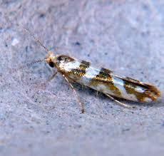 Attēlu rezultāti vaicājumam “Argyresthia goedartella”