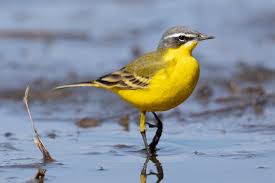 Attēlu rezultāti vaicājumam “Motacilla flava flava adult”