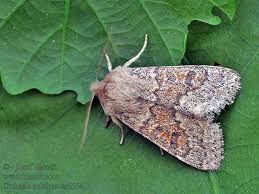 Attēlu rezultāti vaicājumam “Orthosia miniosa imago”