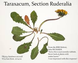 Attēlu rezultāti vaicājumam “Taraxacum suecicum”
