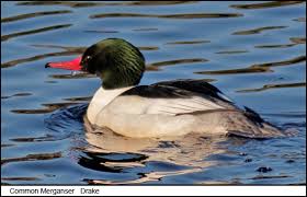 Attēlu rezultāti vaicājumam “Mergus merganser”