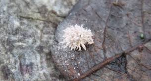 Attēlu rezultāti vaicājumam “Torrubiella arachnophila”