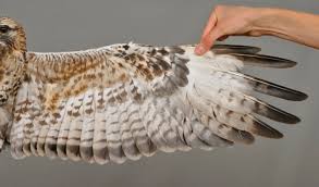 Attēlu rezultāti vaicājumam “Buteo lagopus adult”