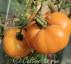 Afbeeldingsresultaat voor marmande jaune tomato