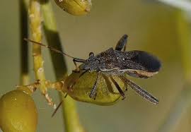 Attēlu rezultāti vaicājumam “Alydus calcaratus imago”