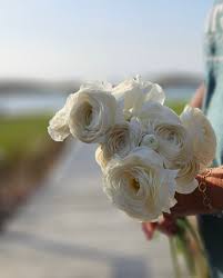 Attēlu rezultāti vaicājumam “Ranunculus mendax flower”