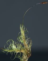 Attēlu rezultāti vaicājumam “Paraleucobryum longifolium”