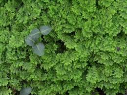 Attēlu rezultāti vaicājumam “Trichocolea tomentella sporophyte”