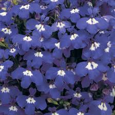 Image result for Lobelia erinus