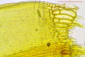 Attēlu rezultāti vaicājumam “Drepanocladus aduncus var. polycarpon”