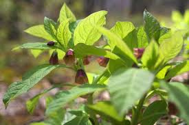 Attēlu rezultāti vaicājumam “Scopolia carniolica leaf”