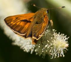 Attēlu rezultāti vaicājumam “Ochlodes sylvanus male”