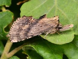 Attēlu rezultāti vaicājumam “Pterostoma palpina larva”