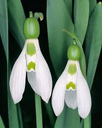 Attēlu rezultāti vaicājumam “Galanthus nivalis bud”