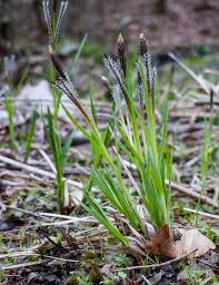 Attēlu rezultāti vaicājumam “Carex cespitosa”