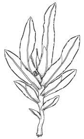 Attēlu rezultāti vaicājumam “Fissidens gracilifolius”