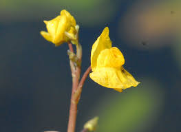 Attēlu rezultāti vaicājumam “Utricularia x neglecta flower”