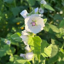 Image result for Althaea officinalis