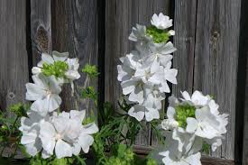 Image result for Malva moschata alba