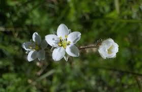 Attēlu rezultāti vaicājumam “Spergula arvensis”