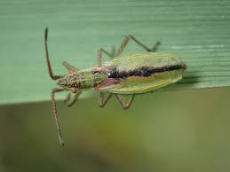 Attēlu rezultāti vaicājumam “Myrmus miriformis”