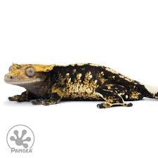 Image result for Harlequin Gc