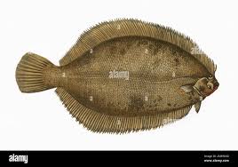 Image result for Microstomus kitt