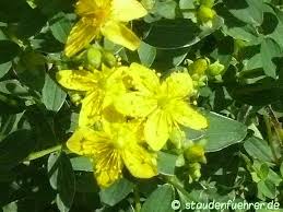 Attēlu rezultāti vaicājumam “Hypericum maculatum flower”