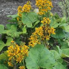 Attēlu rezultāti vaicājumam “Ligularia sibirica leaf”