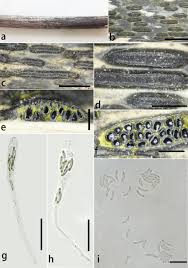 Attēlu rezultāti vaicājumam “Anthostoma decipiens”