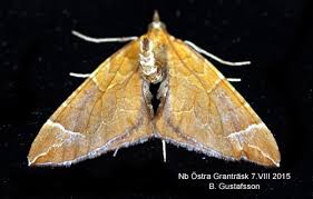 Attēlu rezultāti vaicājumam “Eulithis testata”