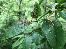 Attēlu rezultāti vaicājumam “Eriophyes padi”