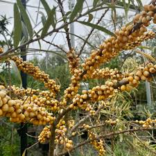 Attēlu rezultāti vaicājumam “Hippophae rhamnoides fruit”