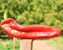 Afbeeldingsresultaat voor long red marconi sweet pepper
