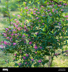 Attēlu rezultāti vaicājumam “Lonicera tatarica”