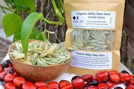 Attēlu rezultāti vaicājumam “Avena sativa fruit”