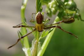 Attēlu rezultāti vaicājumam “Diaea dorsata”