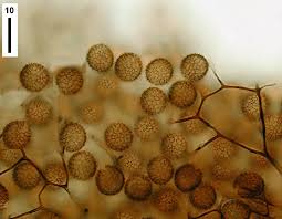 Attēlu rezultāti vaicājumam “Stemonitis marjana stalked”