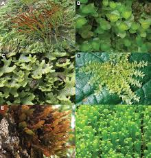 Attēlu rezultāti vaicājumam “Harpanthus flotovianus cells”