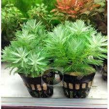 「綠羽毛」的圖片搜尋結果