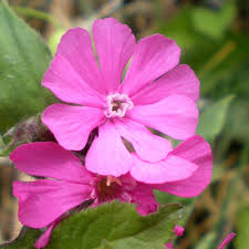 Attēlu rezultāti vaicājumam “Silene dioica”