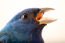 Image result for Passerina cyanea