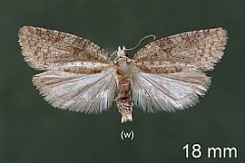 Attēlu rezultāti vaicājumam “Capua vulgana”