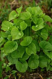 Attēlu rezultāti vaicājumam “Viola mirabilis leaf”