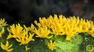 Attēlu rezultāti vaicājumam “Calocera cornea”