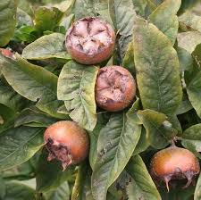 Attēlu rezultāti vaicājumam “Mespilus germanica fruit”