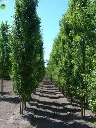 Attēlu rezultāti vaicājumam “Populus tremula”