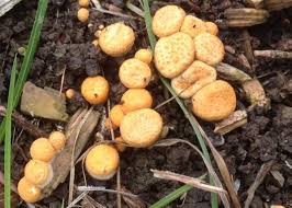 Attēlu rezultāti vaicājumam “Crucibulum laeve”