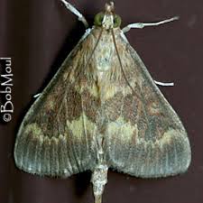 Attēlu rezultāti vaicājumam “Ostrinia nubilalis”